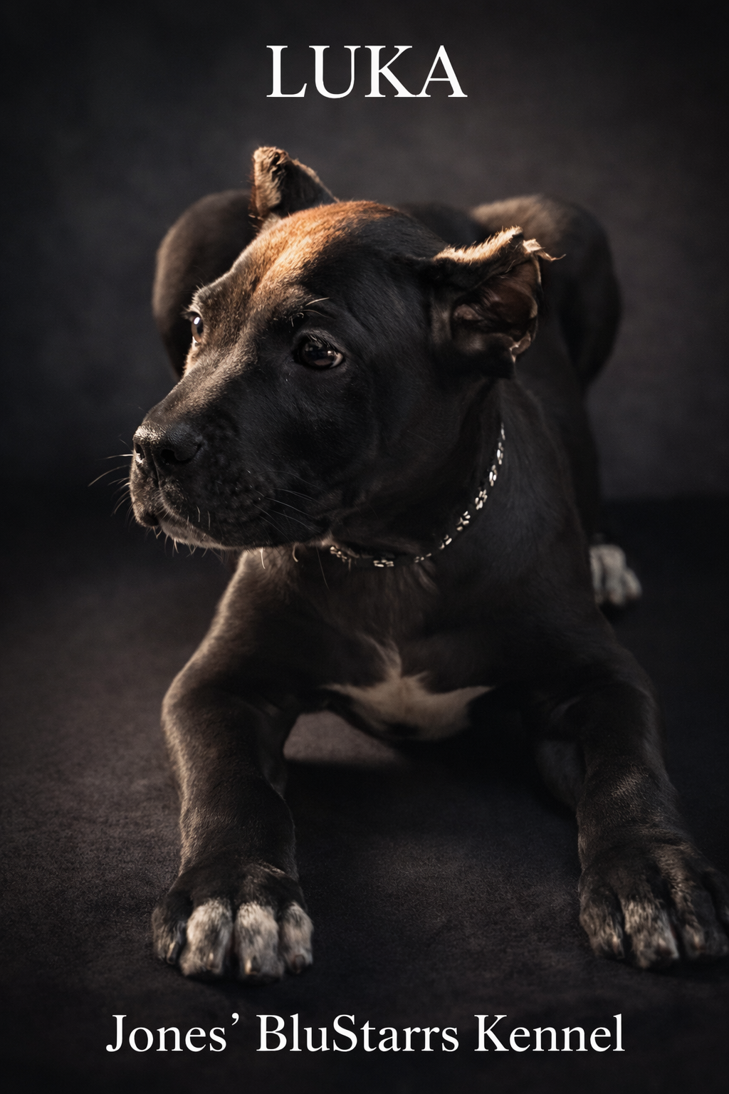 Full Blooded Cane Corso Pups. ICCF Registered. image 6