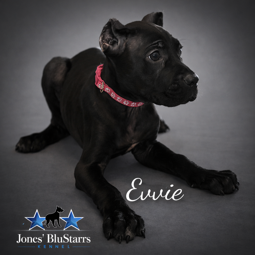 Full Blooded Cane Corso Pups. ICCF Registered. image 2