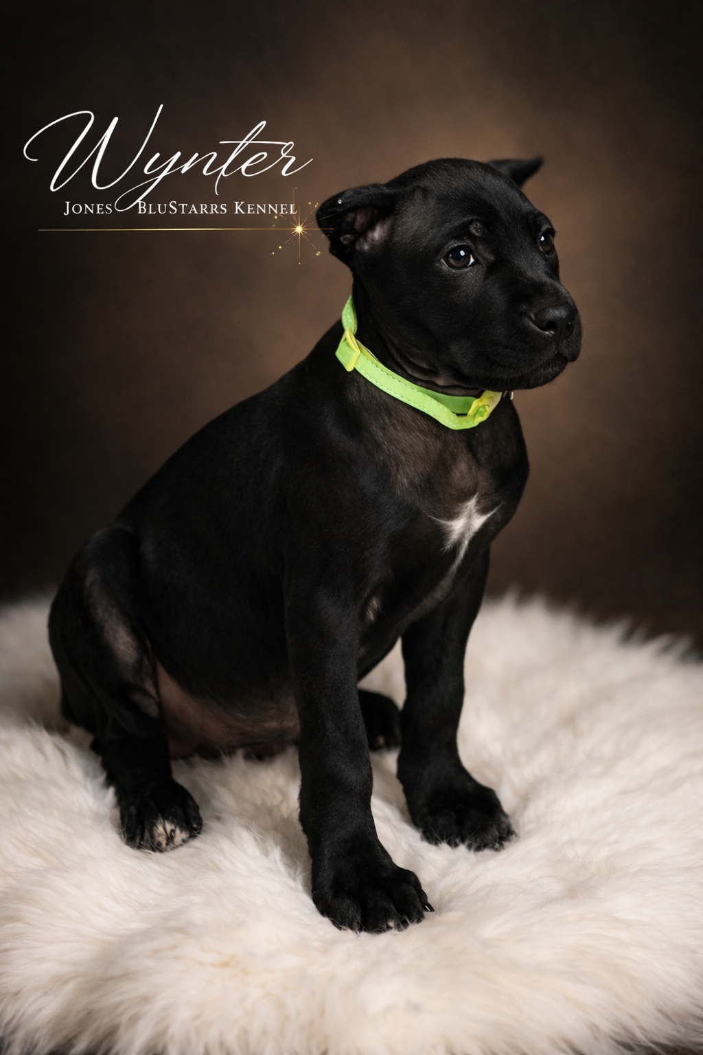 Full Blooded Cane Corso Pups. ICCF Registered. image 3