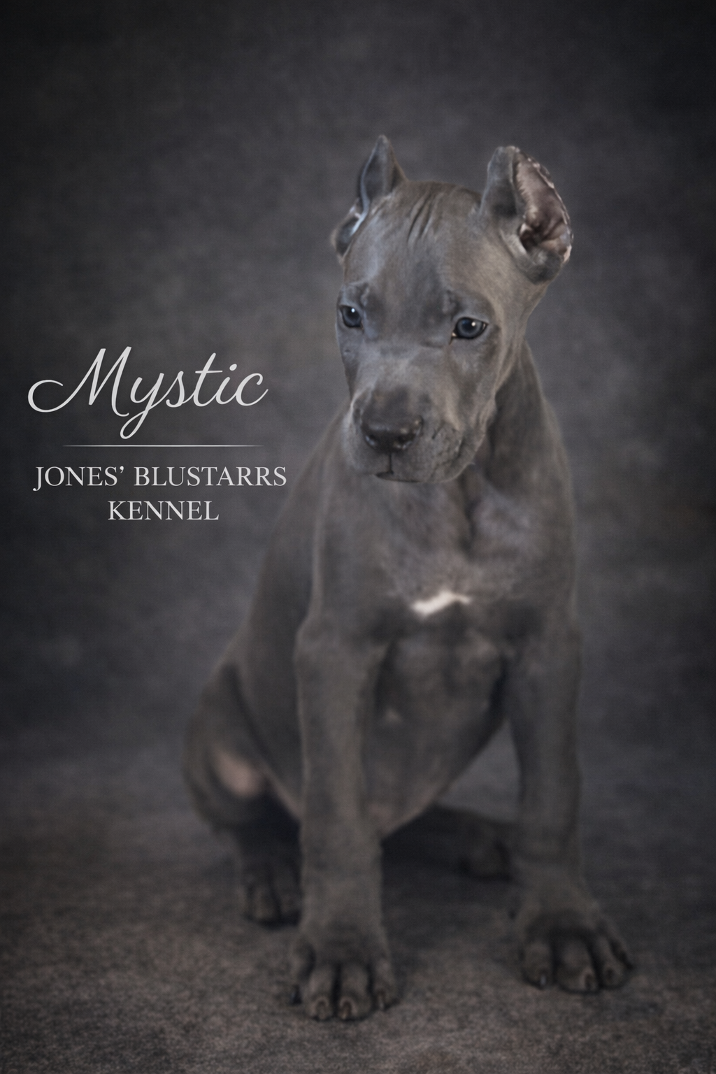 Full Blooded Cane Corso Pups. ICCF Registered. image 7