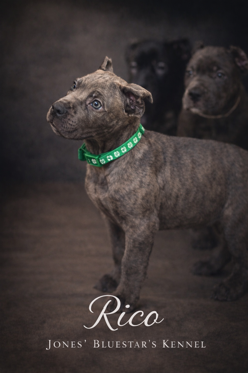 Full Blooded Cane Corso Pups. ICCF Registered. image 1