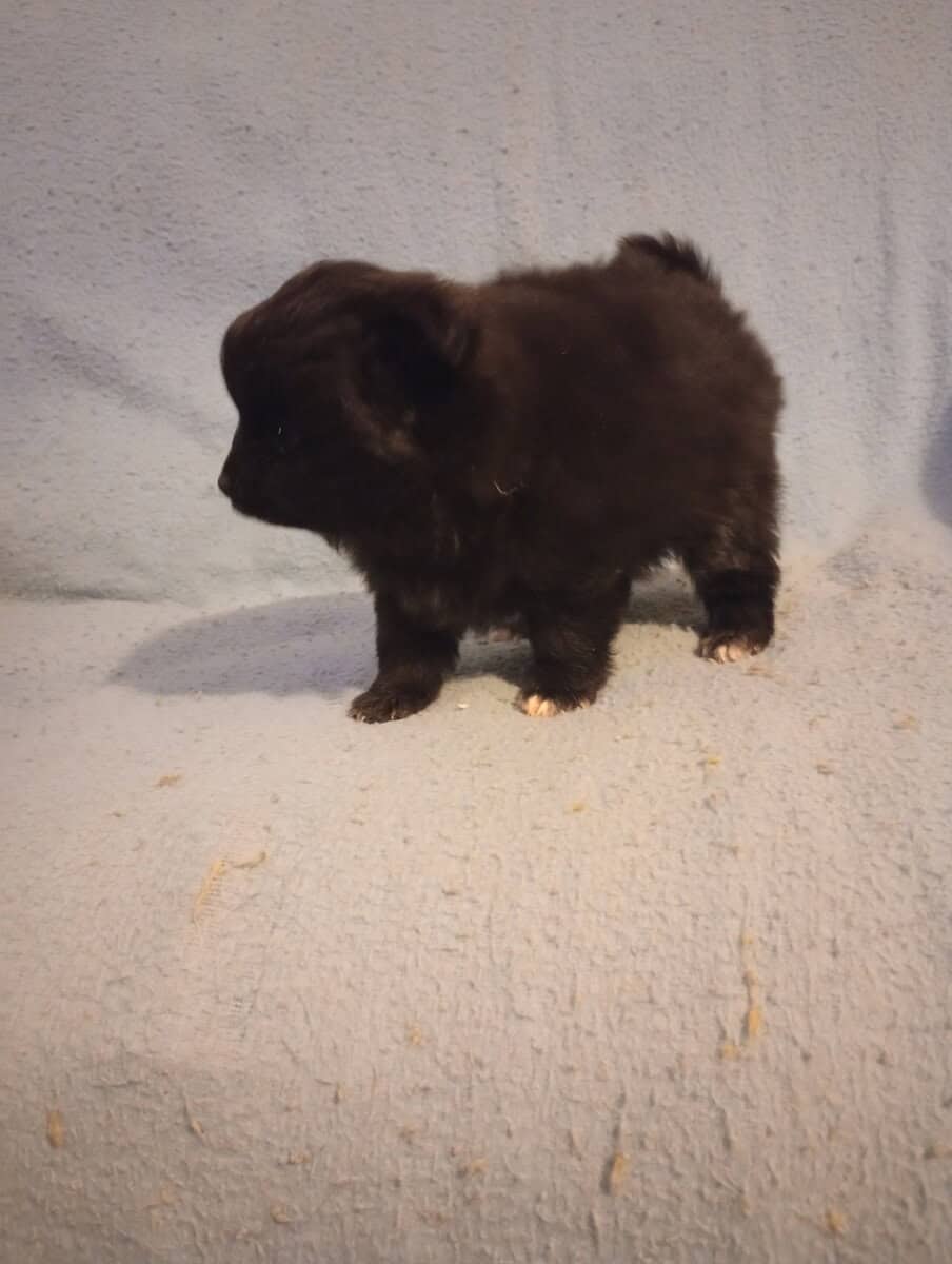 Purebred pomeranian puppies 2 boys 2 girls $650 image 1