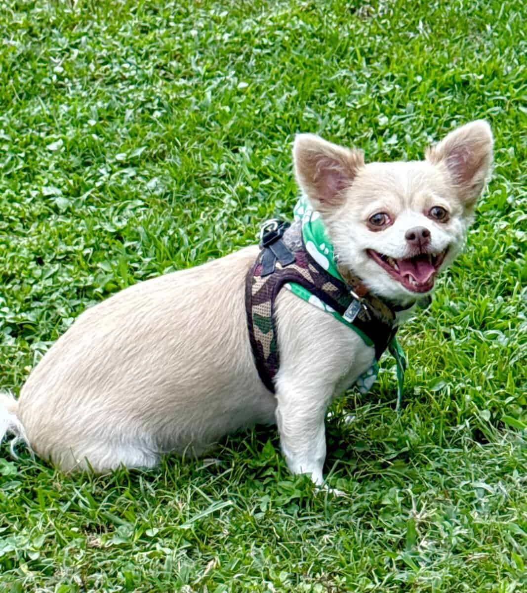 Loving Dog Needs New Home image 4