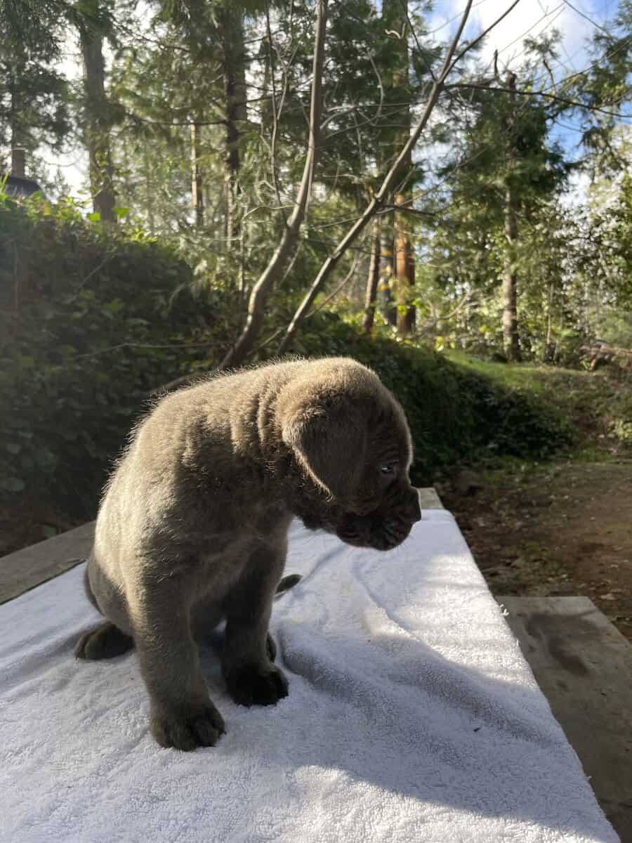 Cane Corso Litter for Sale image 13