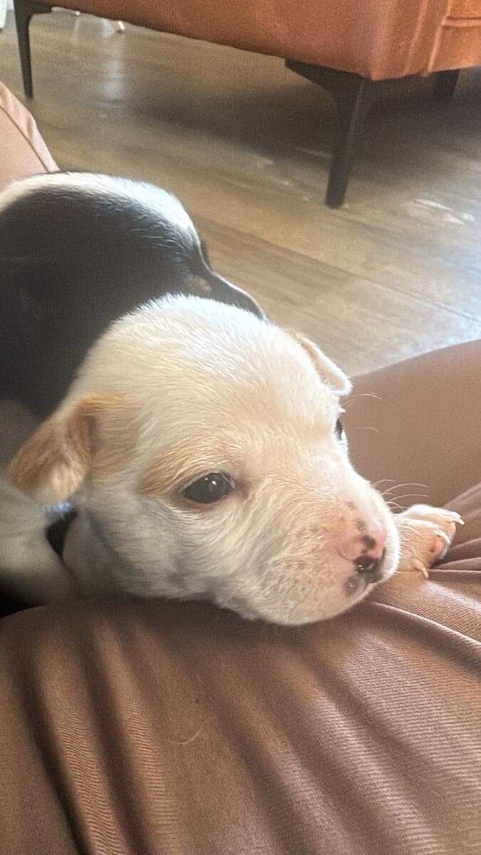 Heeler corgi mix pupies image 3