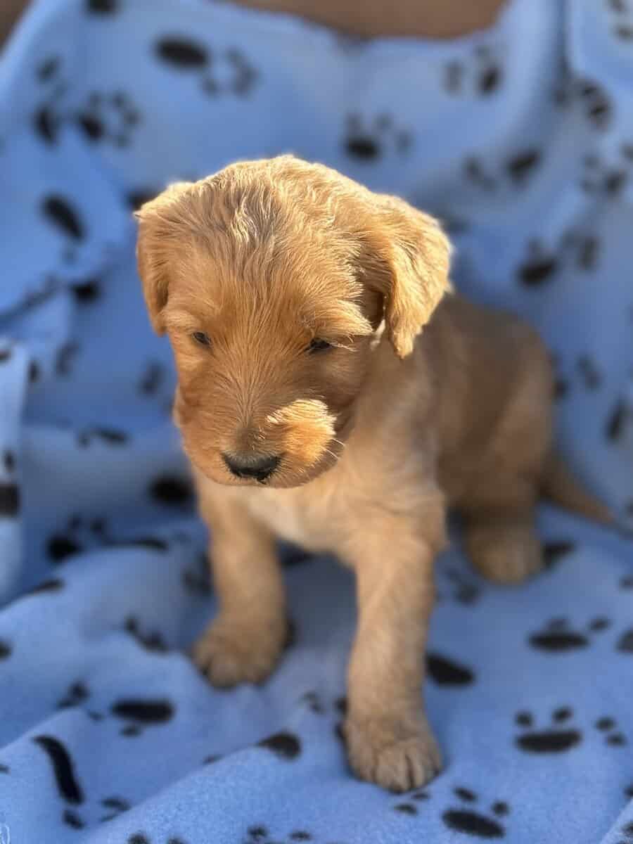 Goldendoodle image 1