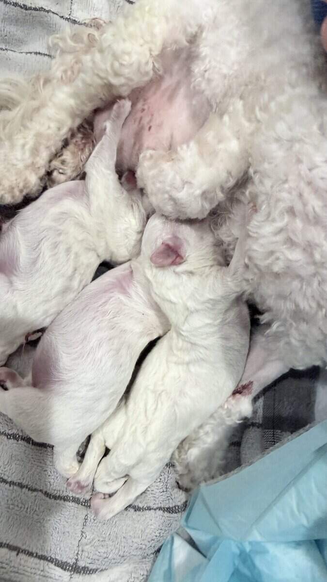 Korean Teacup Bichon Frise puppy image 5
