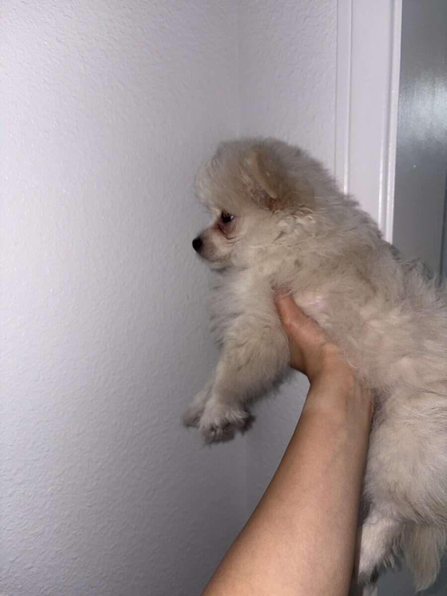 Puppy for sale image 5