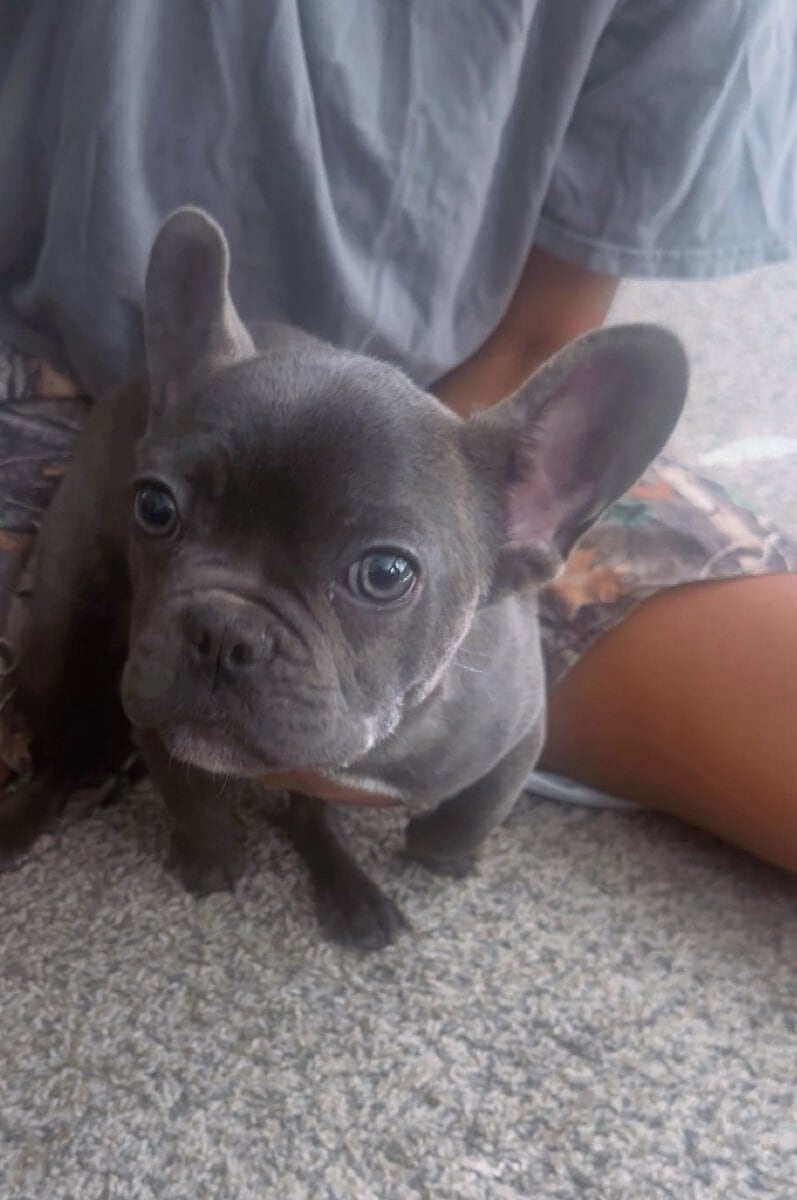 Frenchie pups image 1