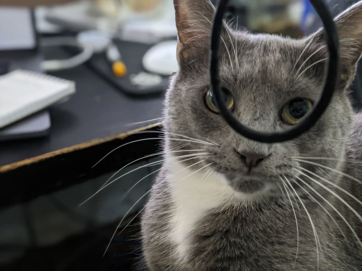 Adult Male Cat – Needs Quiet, Experienced Home image 3