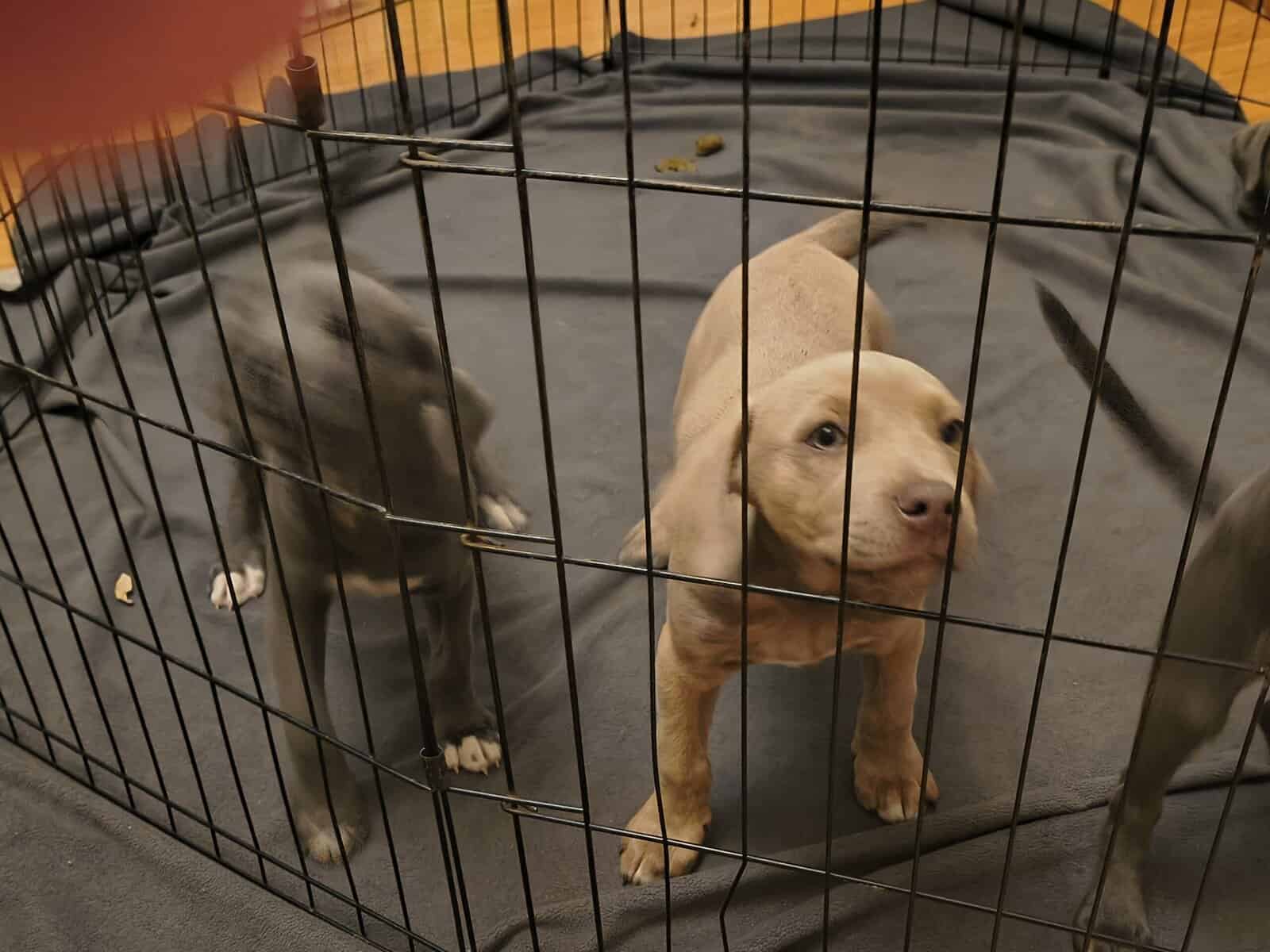 Pit and pocket pit mix 9wks old image 1