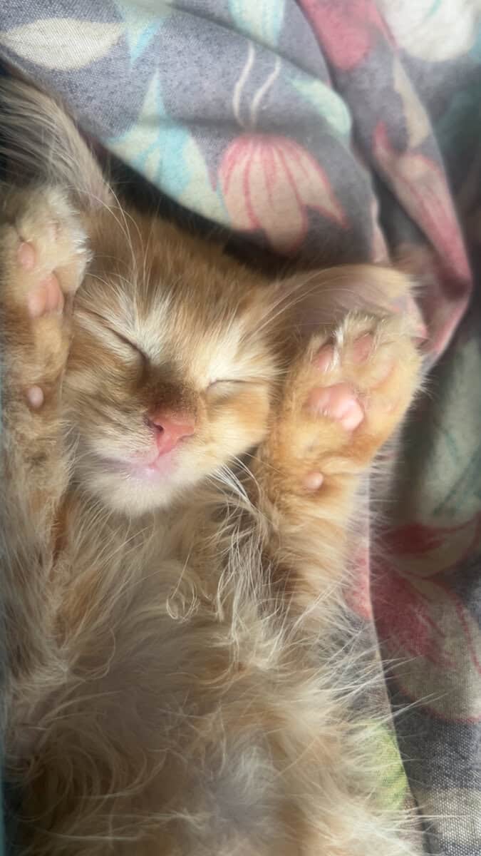 9 month old cat image 2