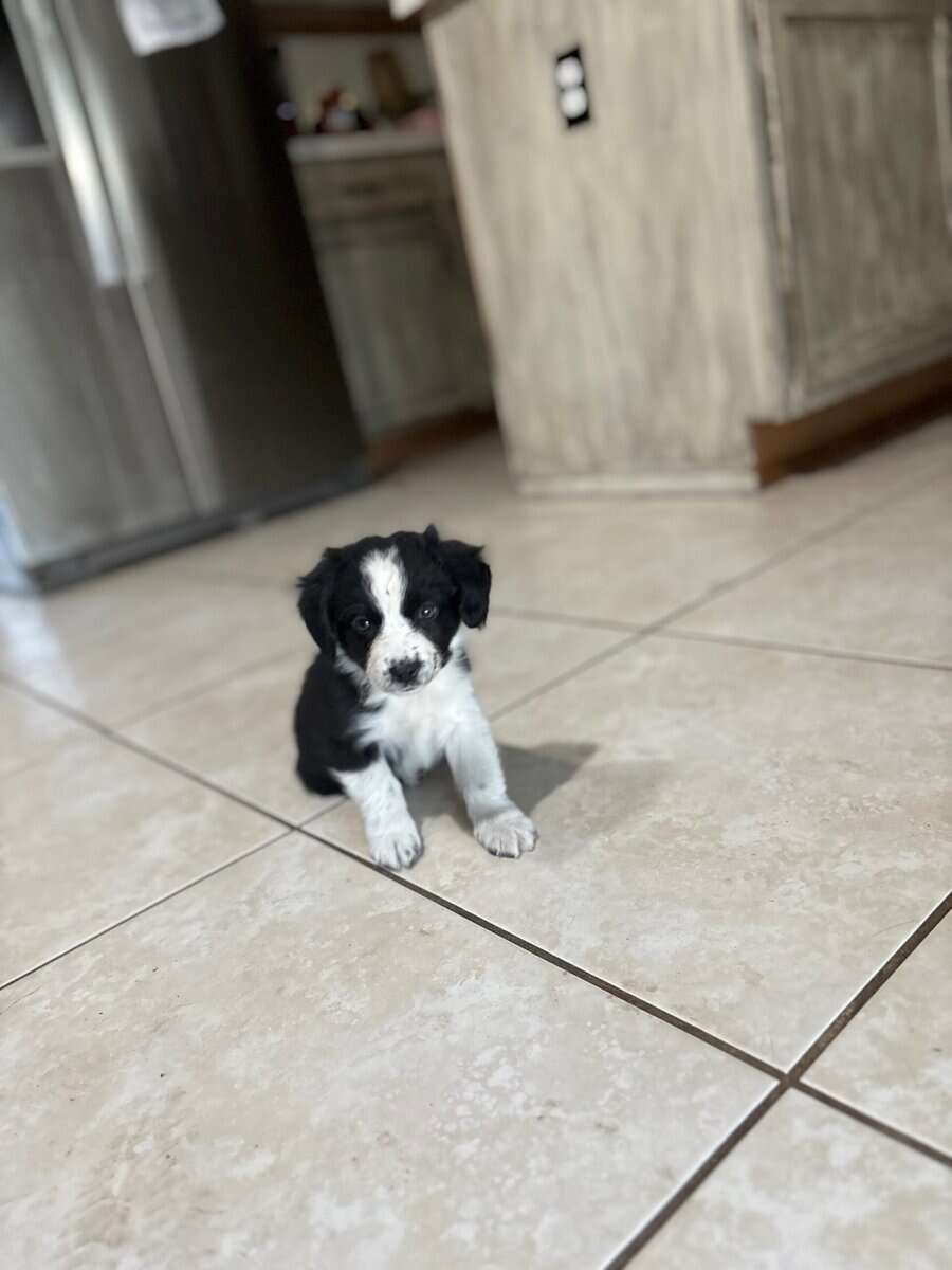 Mini Aussie for sale image 1