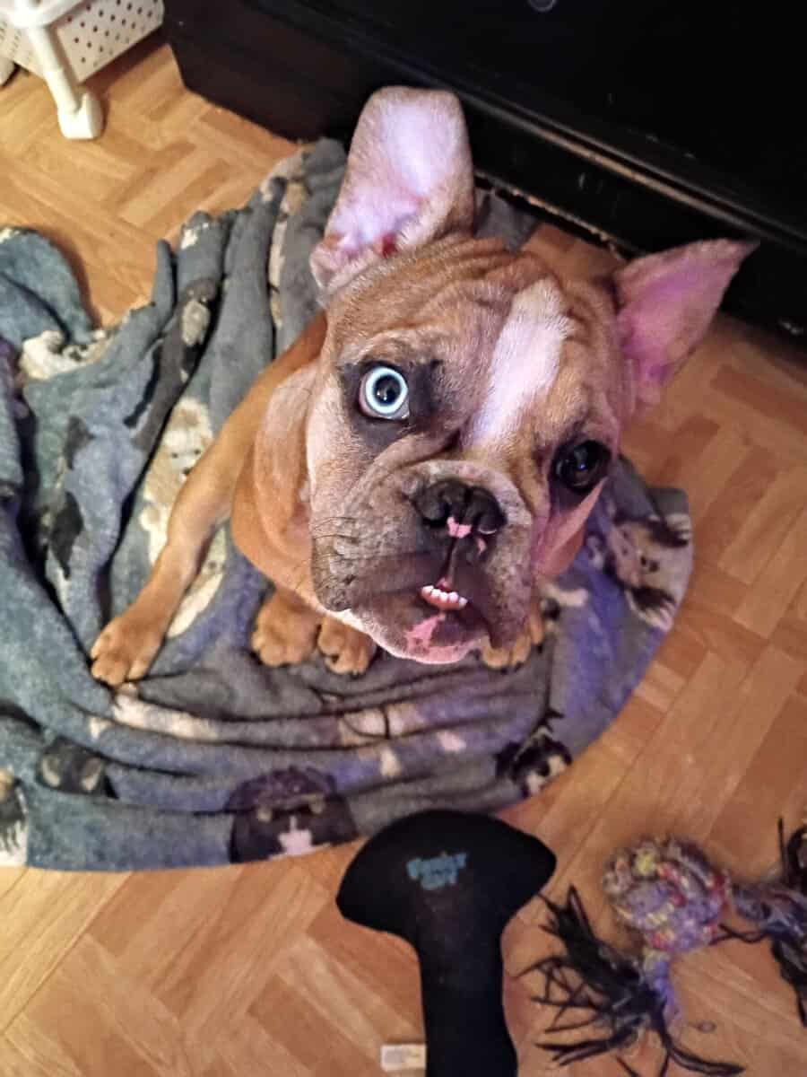 French bulldog unique eye color image 2
