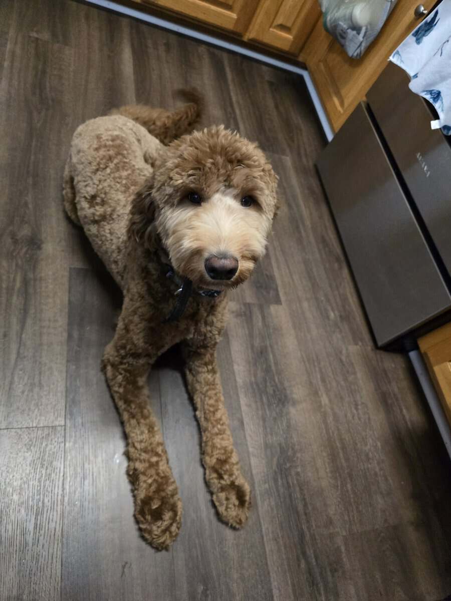 Goldendoodle Male image 3