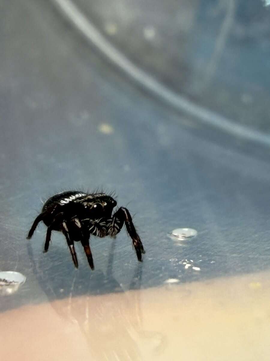 Regal Jumping Spider Slings image 12