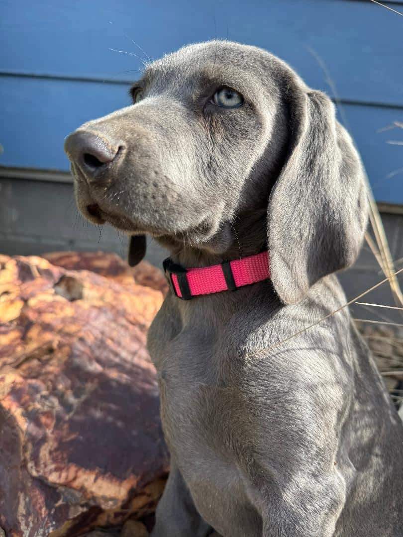 AKC Reg WEIMARANER PUPPIES image 2