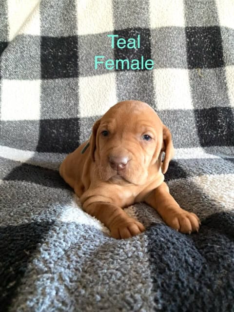 AKC Registered Vizsla Puppies image 4