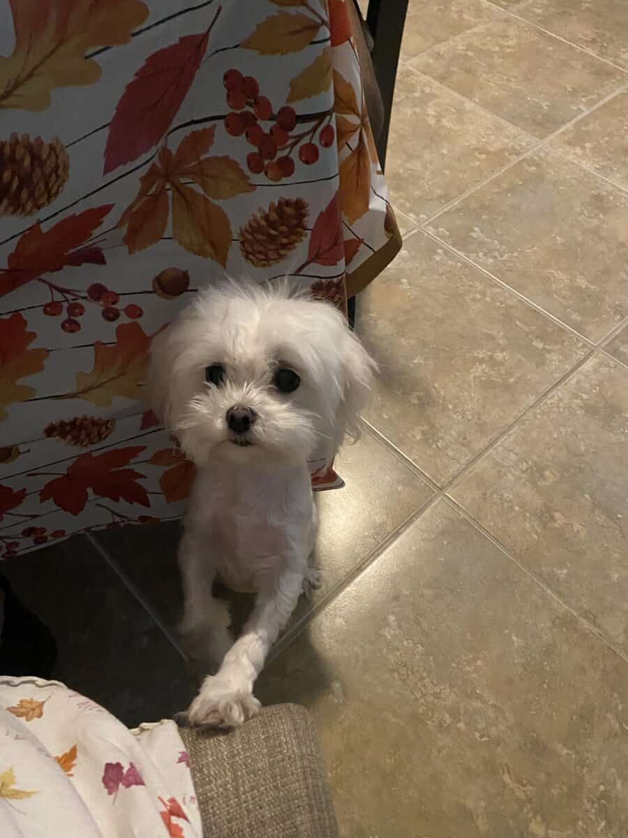 Female Maltese image 5