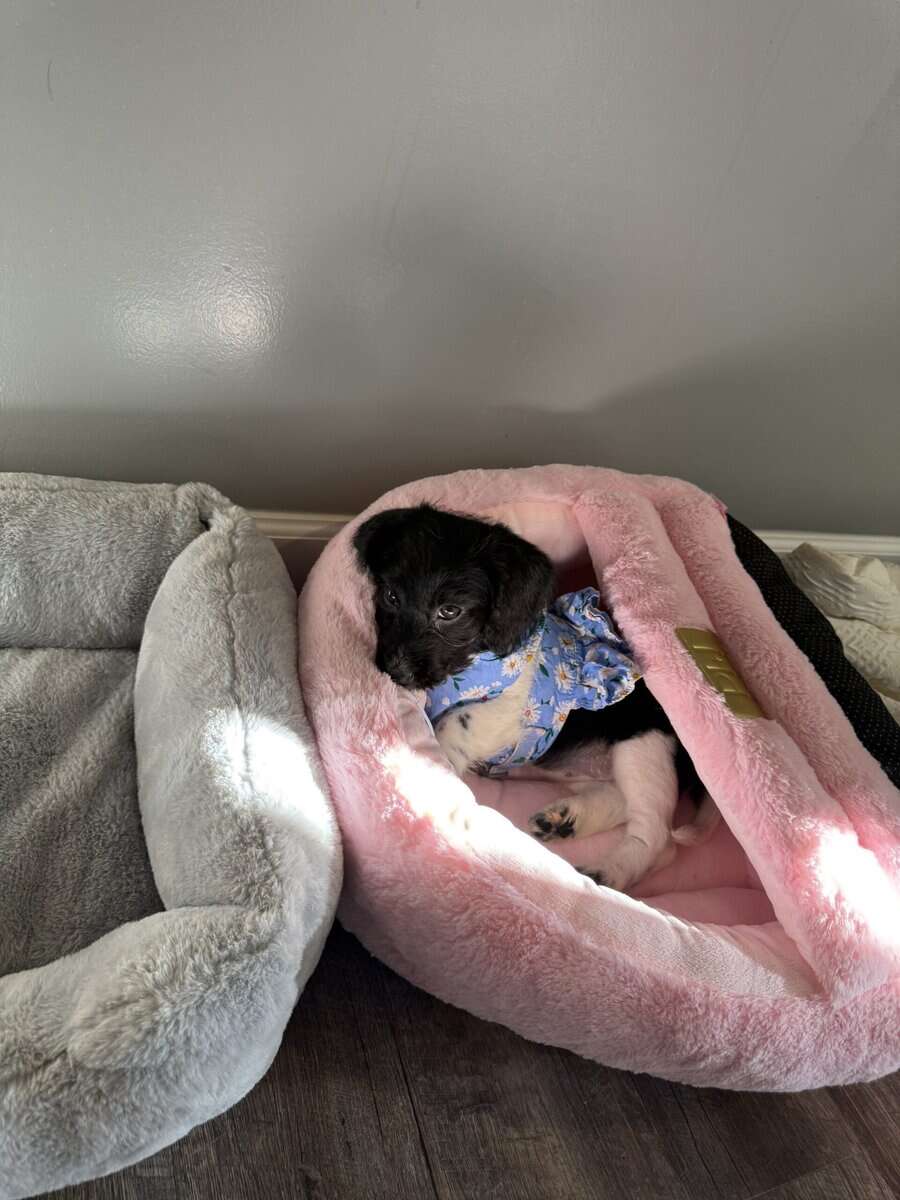 Free puppies of 3 months looking for an owner image 2
