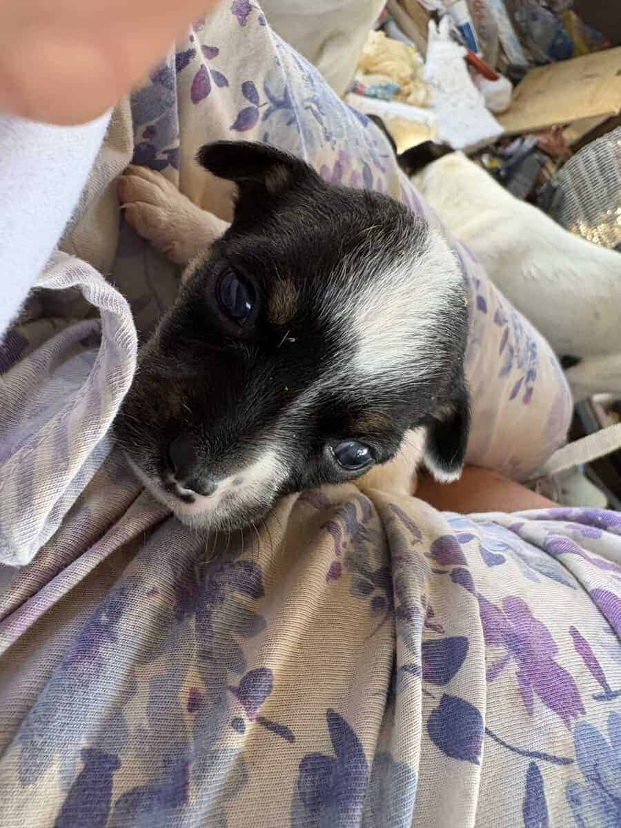 Heeler corgi mix pupies image 16