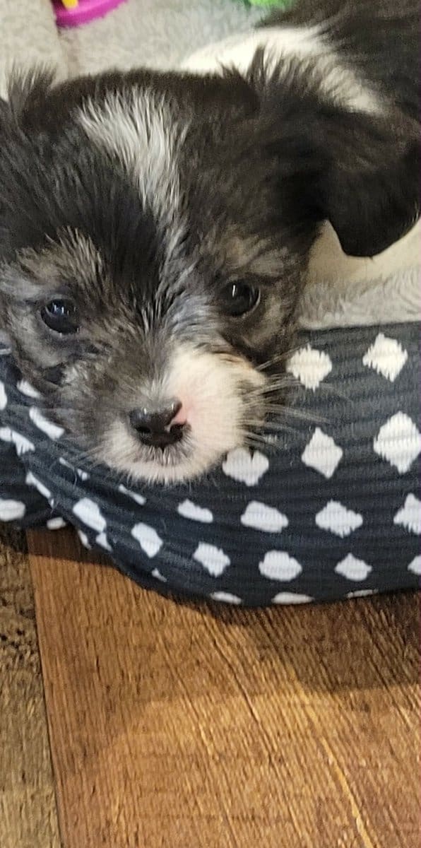 Shorkie image 1