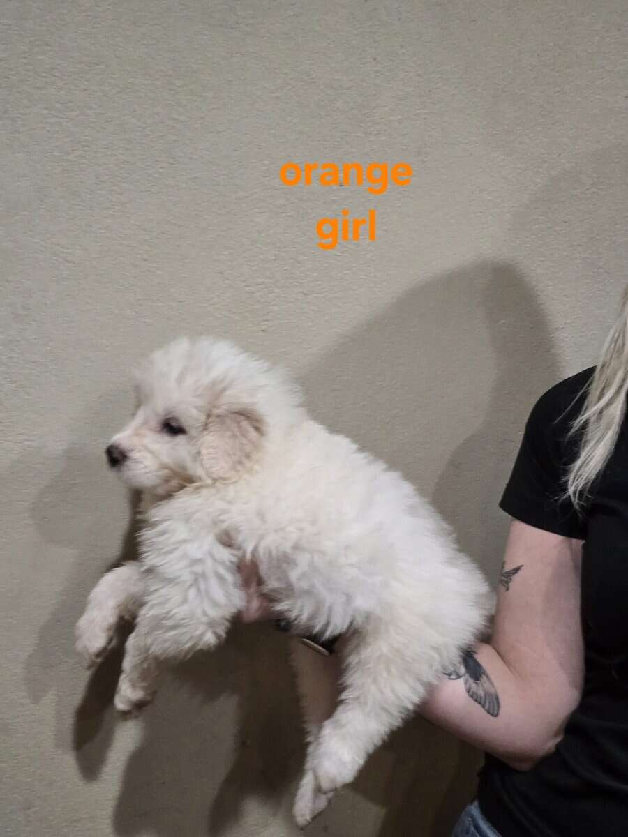 Great pyrenees puppies ready 3/23/26 image 4