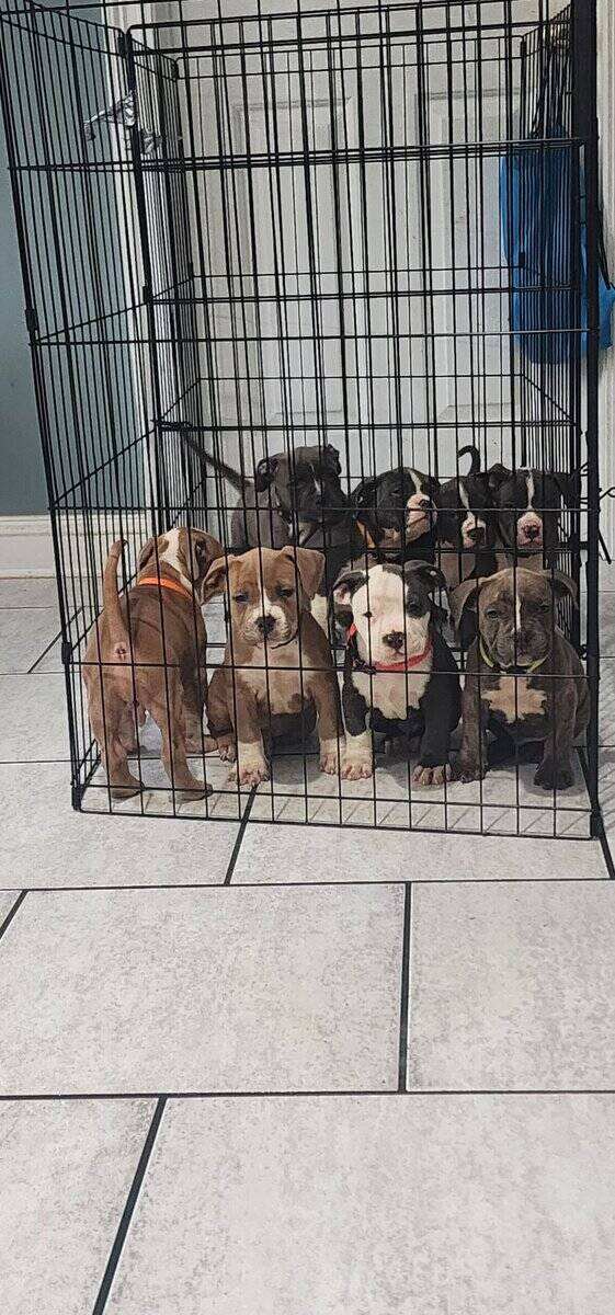 UKC Registered American Bully Puppies image 4