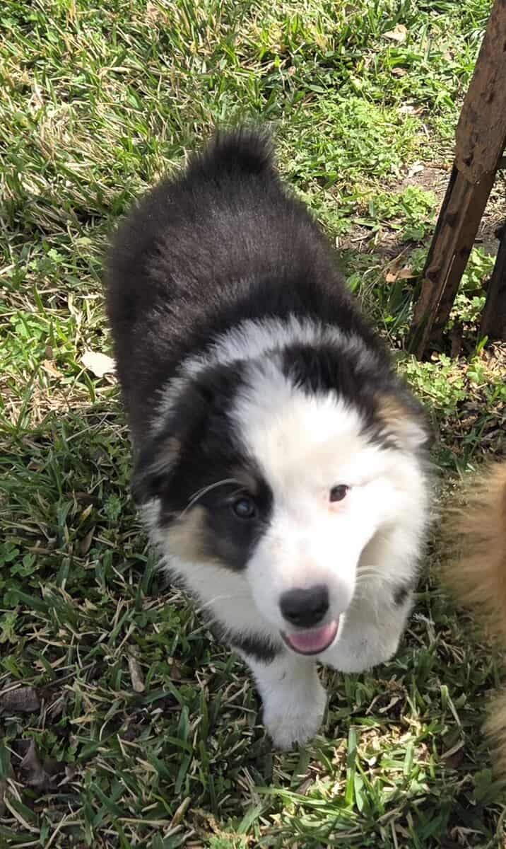 Australian Puppies ready to go! image 1