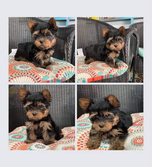 Teacup Yorkies image 1