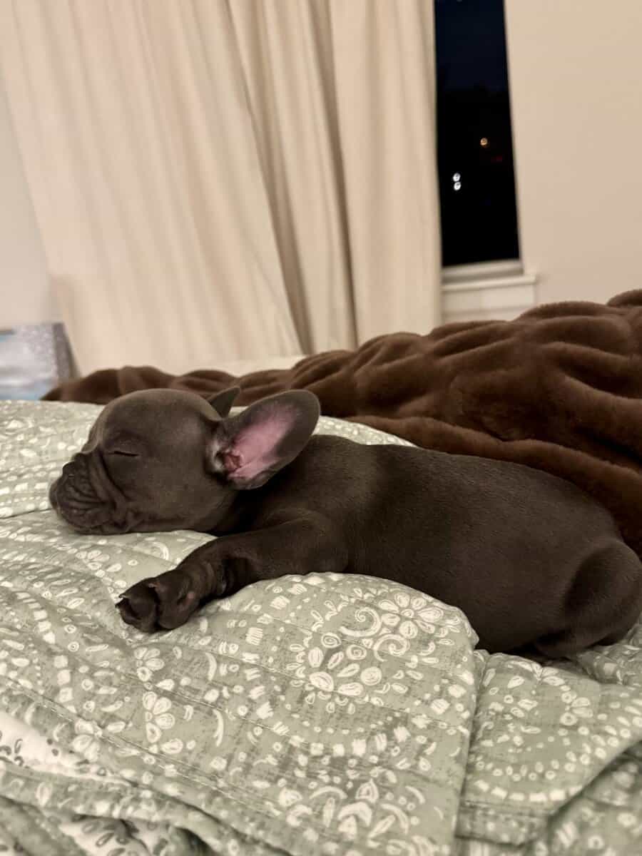 French Bulldog puppy image 3