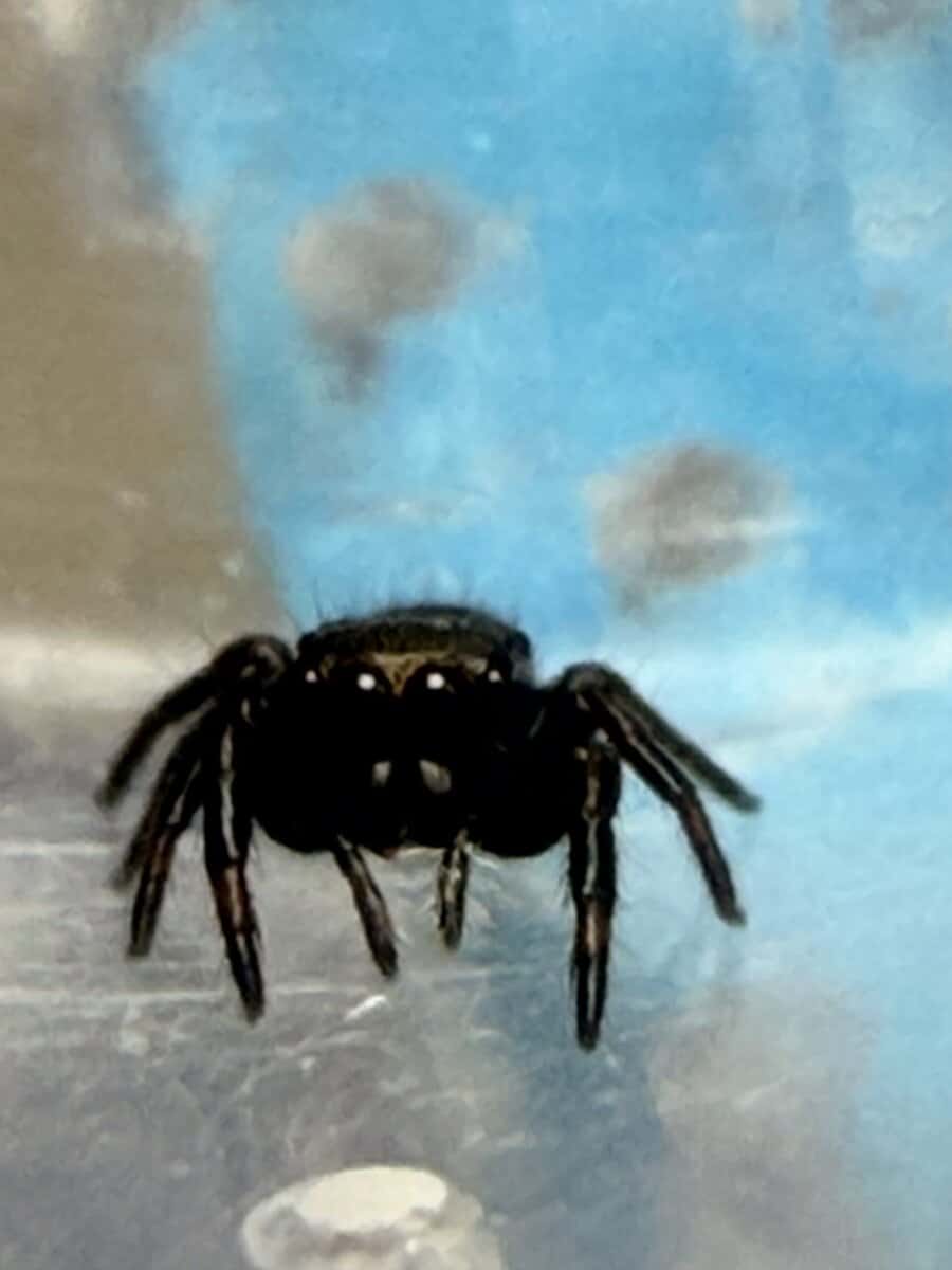 Regal Jumping Spider Slings image 9