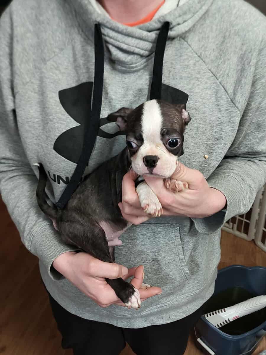 Boston terrier puppies image 3