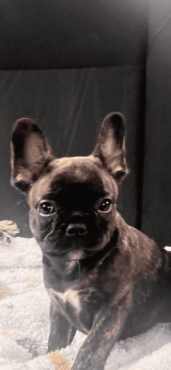 Frenchie puppies image 8