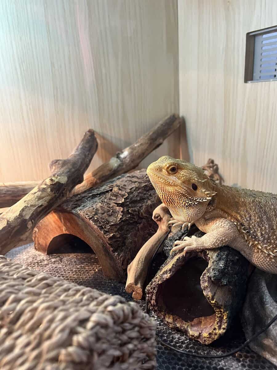 Blue citrus bearded dragon image 5
