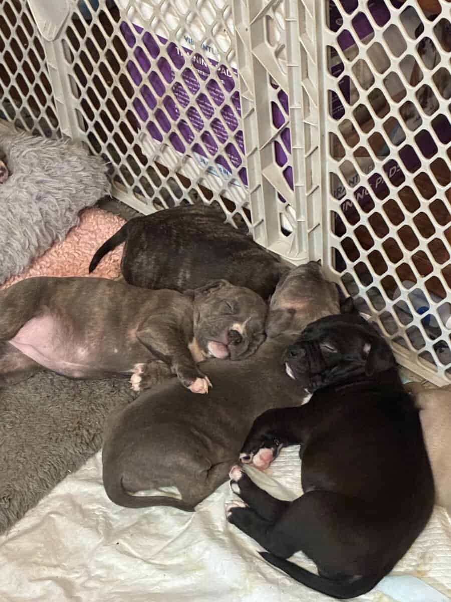 Pitbull puppies image 2
