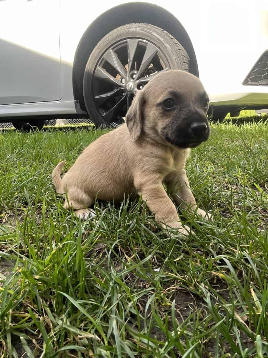 Dog for free image 6