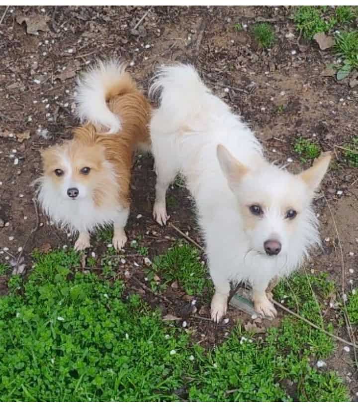 Papshire Terriers image 2