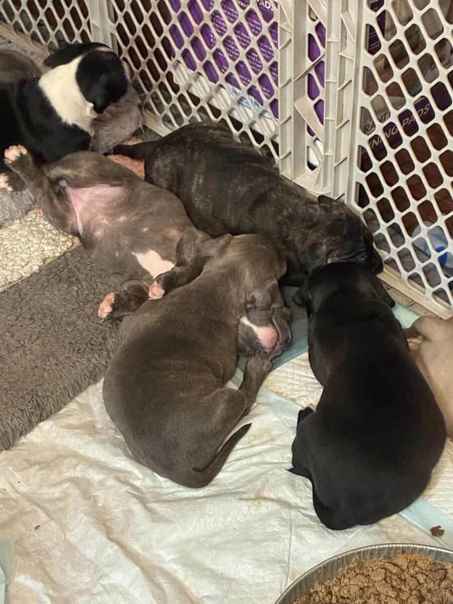 Pitbull puppies image 14