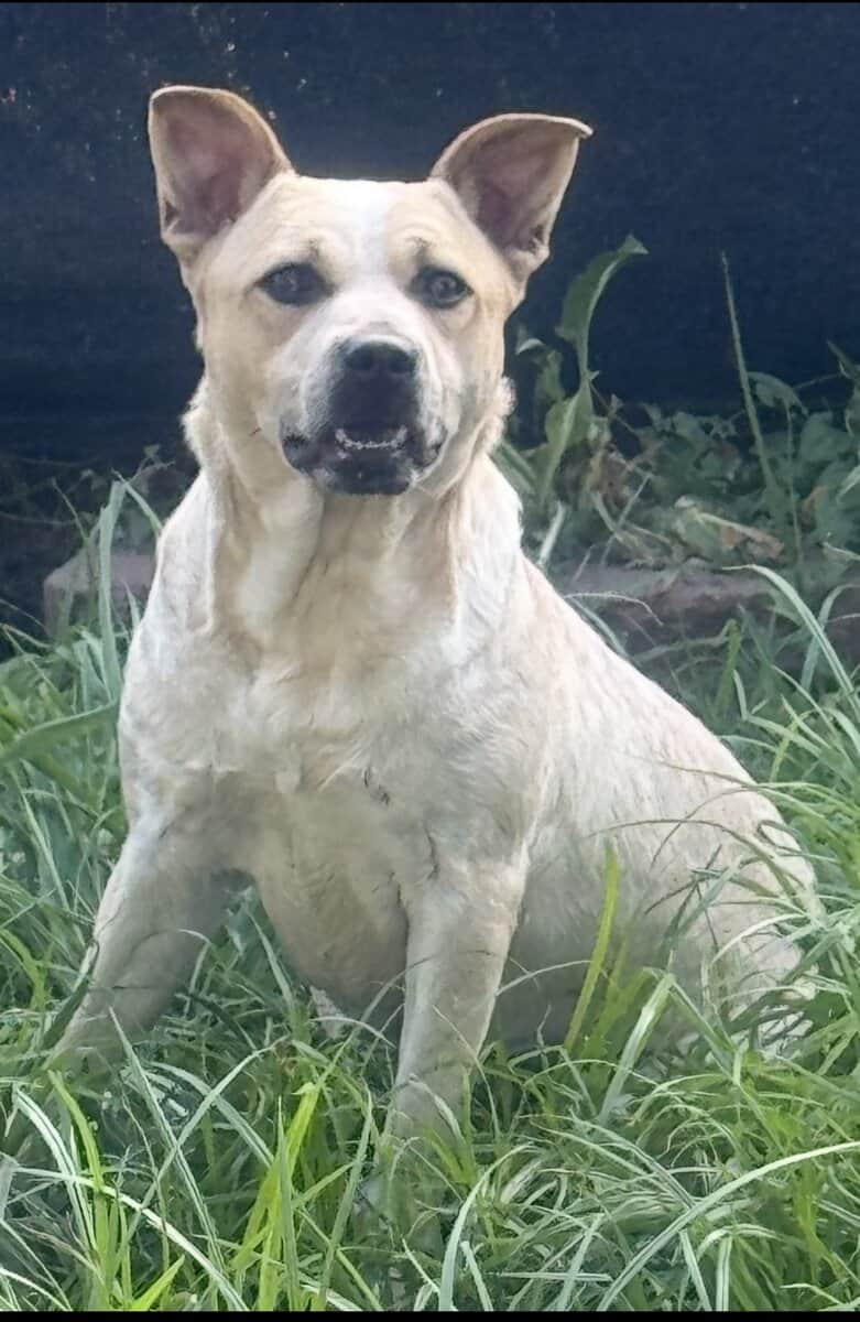 Pit bull mix image 2