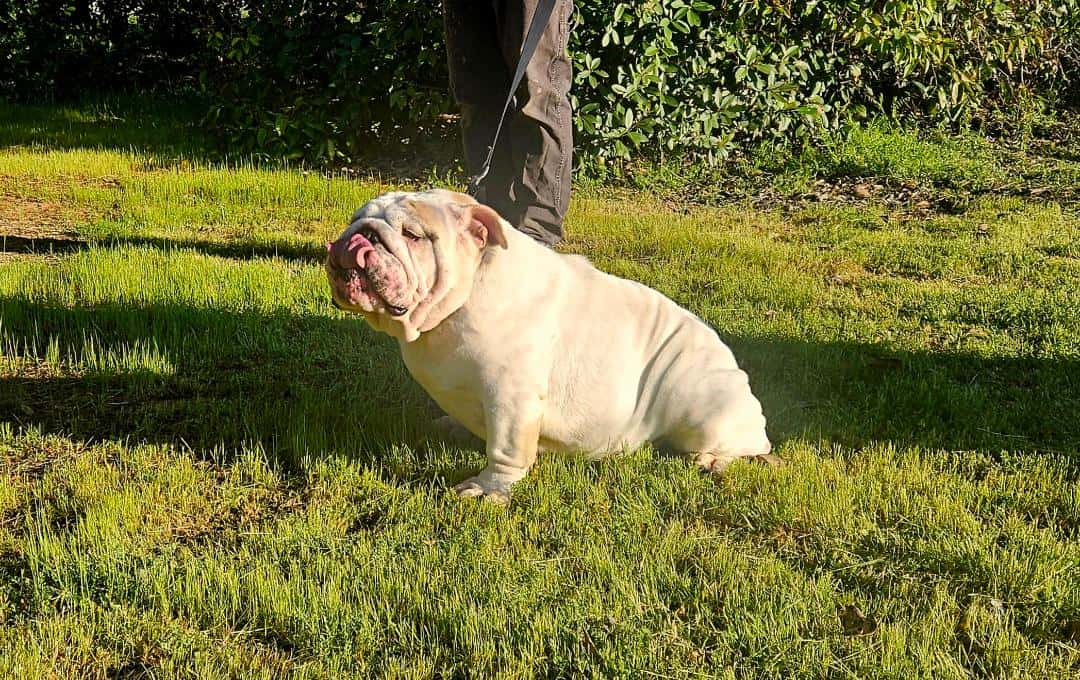 English Bulldog Female Adult image 3