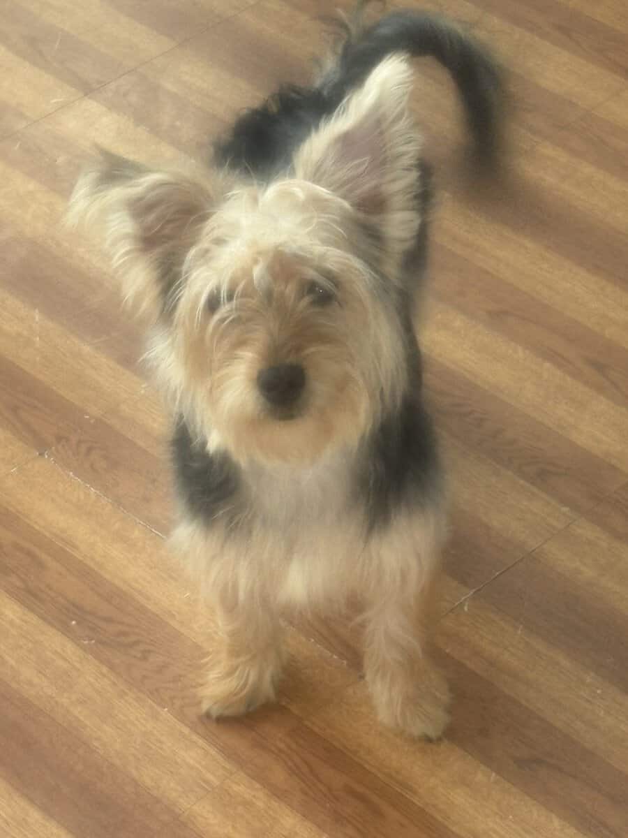 7month Male Yorkie puppy image 2