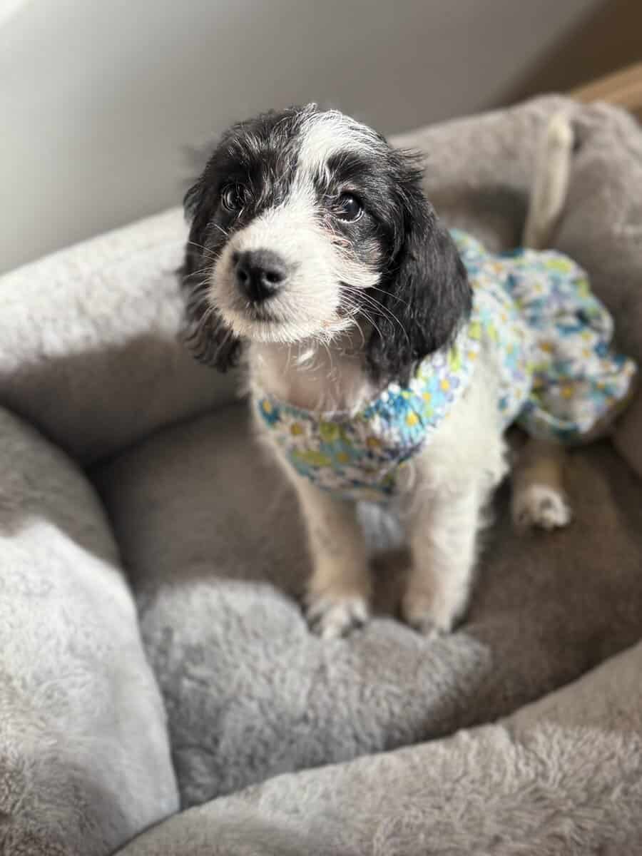 Free puppies of 3 months looking for an owner image 4
