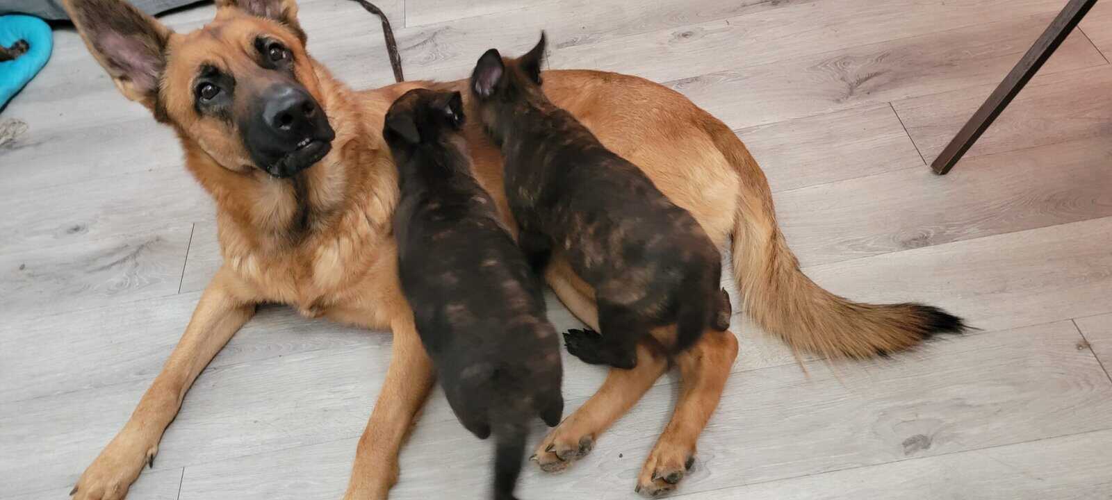 Shepherd puppies image 8