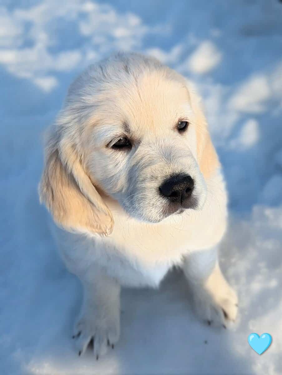 English Cream Golden Retriever Puppies image 5