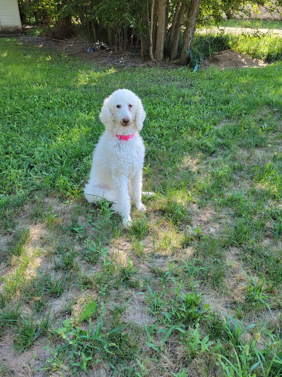 Poodle image 1