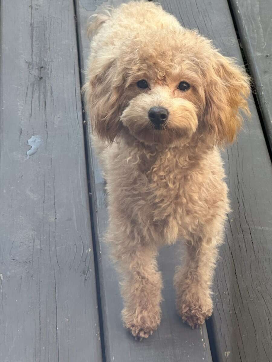 Female-Maltipoo image 1