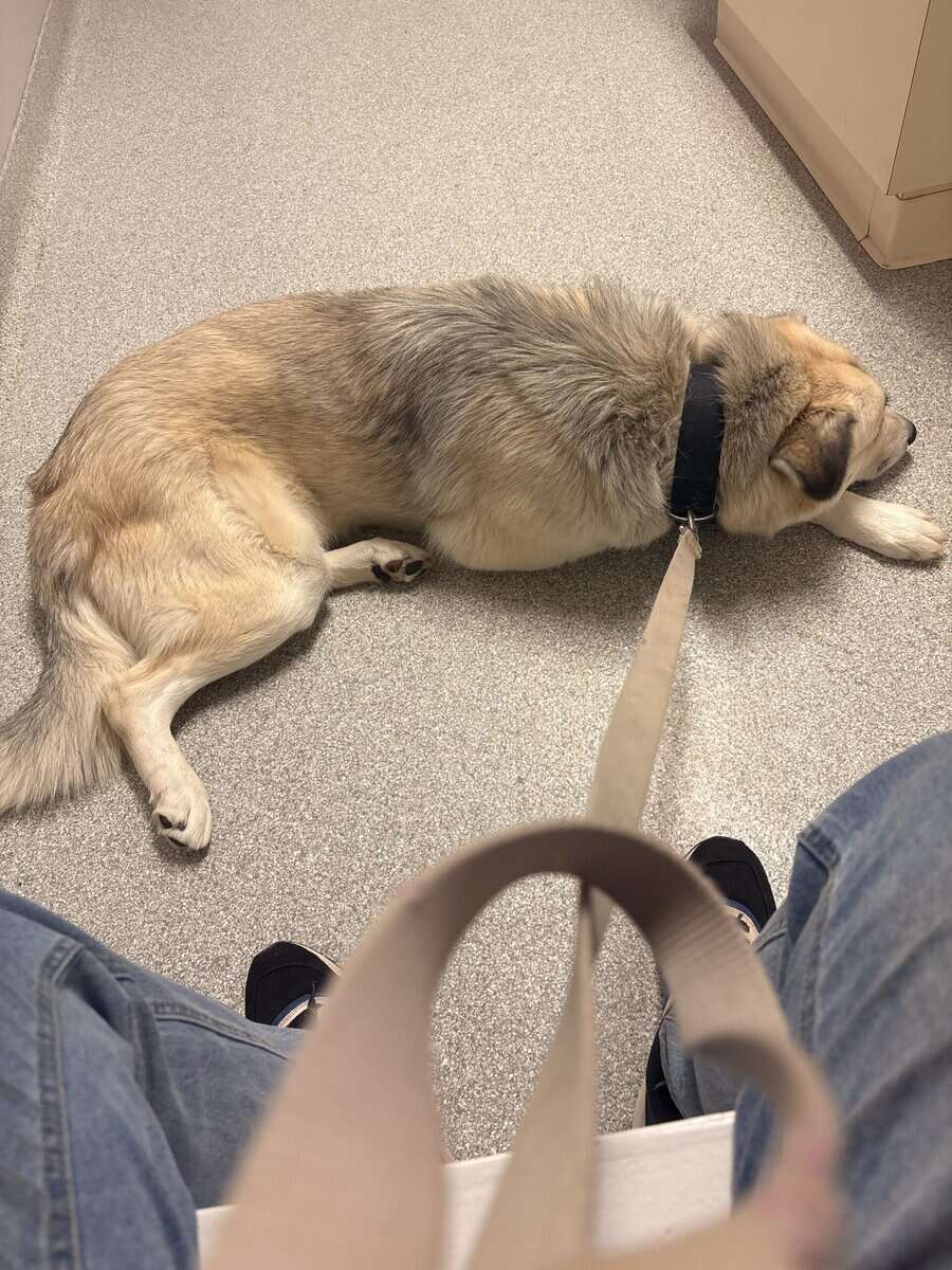 Great Pyrenees and a Pyrenees mix image 2