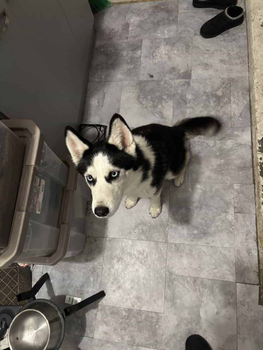 Female husky image 3