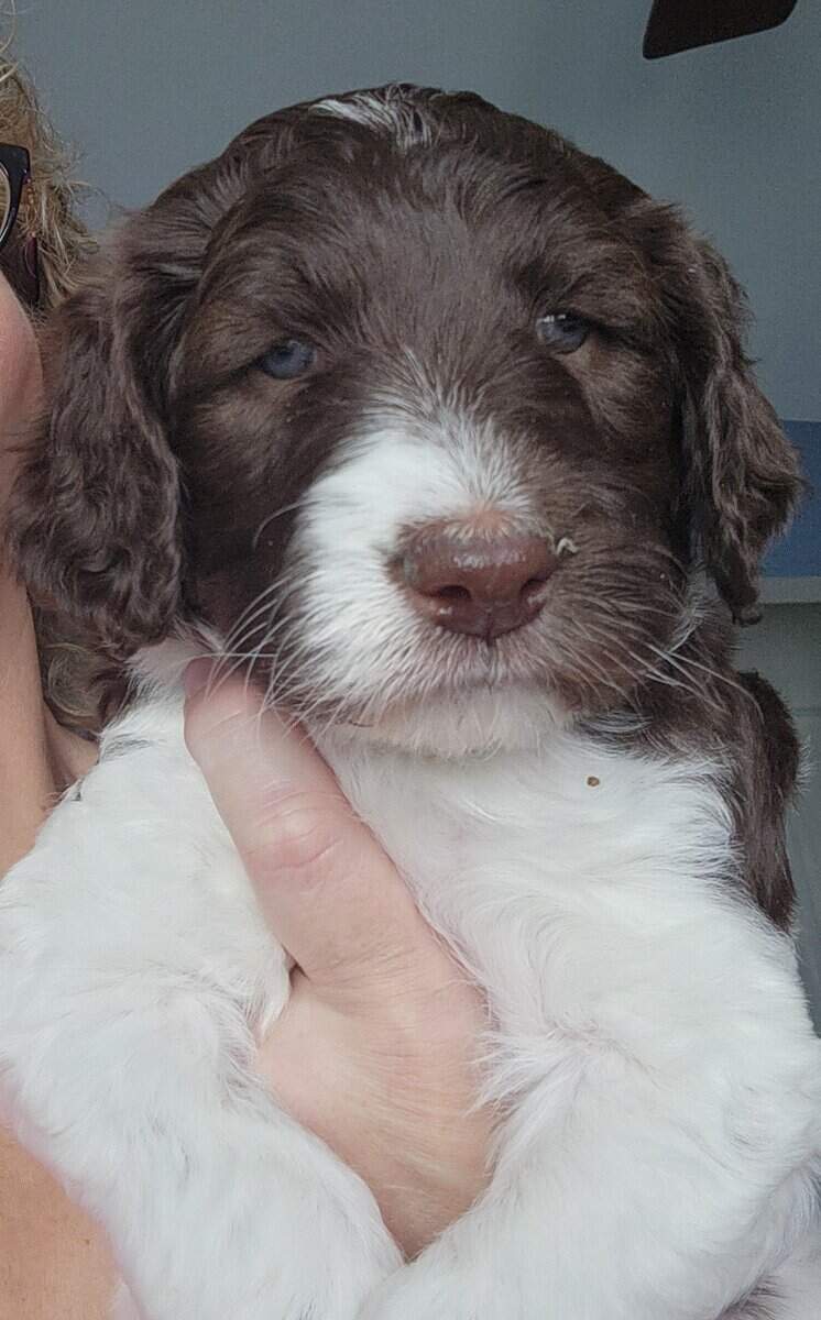 Labradoodle F1b puppies image 8